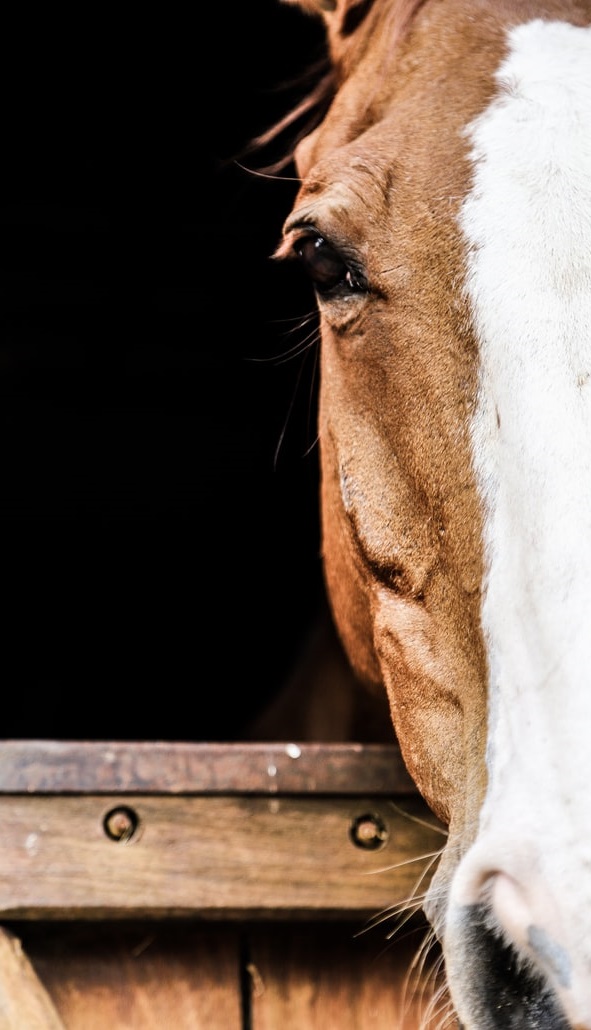 Copertina Cavallo photo 1607910993179 825671a8428f