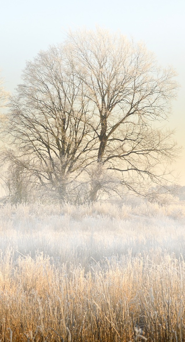 Copertina greening fossato con alberi photo 1595573740999 3cd46ec2fa20