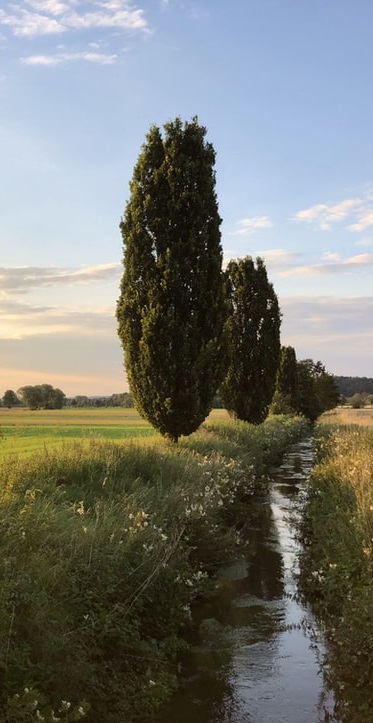 Copertina greening fossato con alberi photo 1595573740999 3cd46ec2fa20