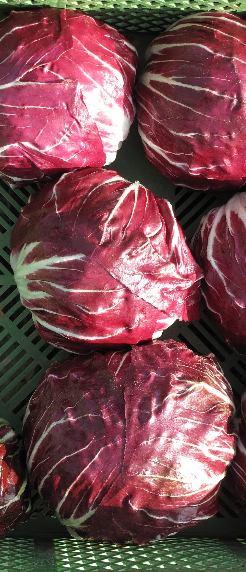 copertina radicchio Chioggia