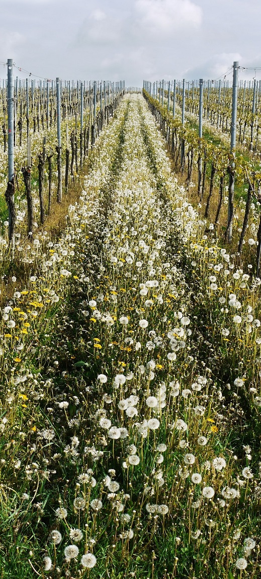 copertina vigneto vineyard 1510659 1920