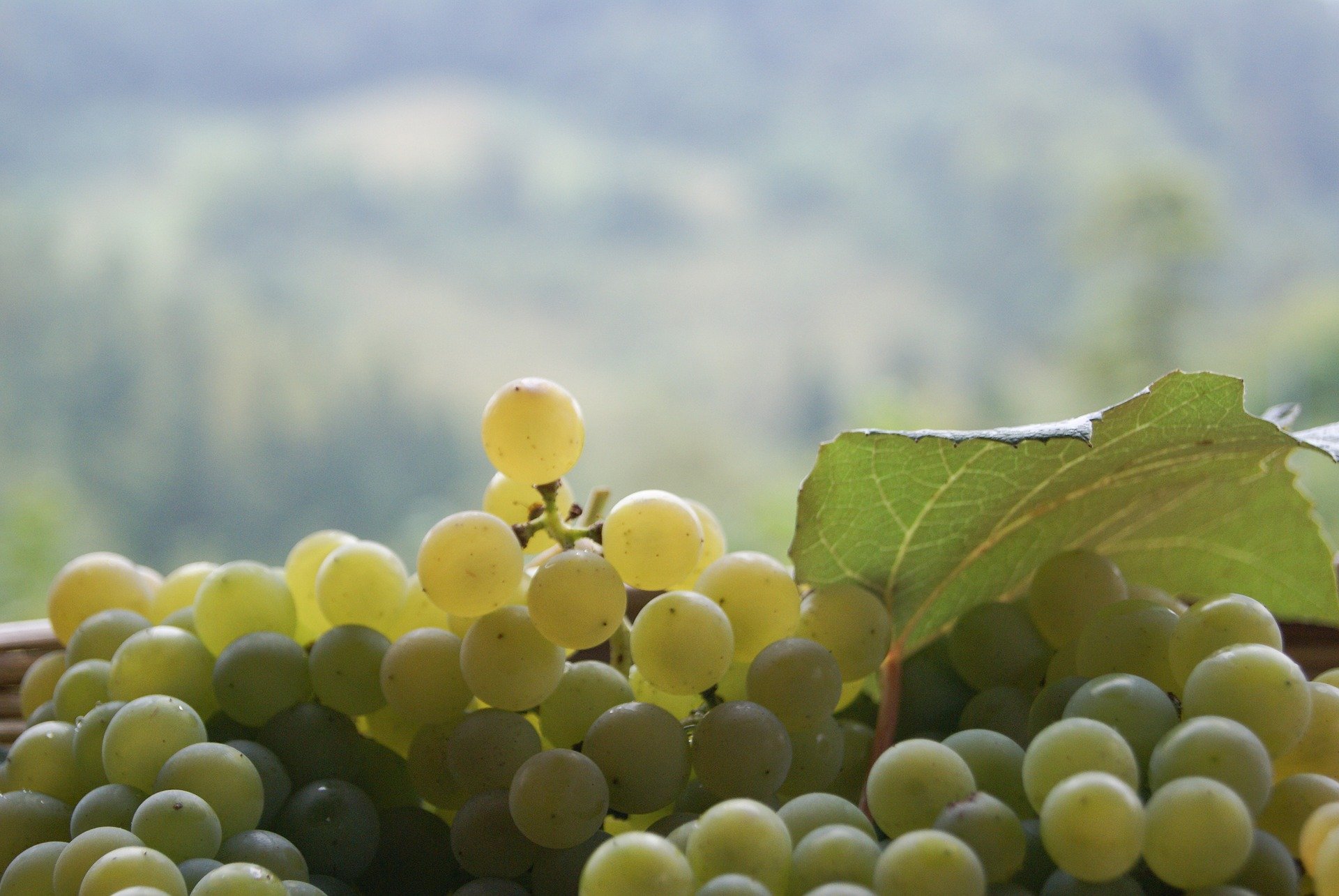 uva bianca grapes 4021346 1920