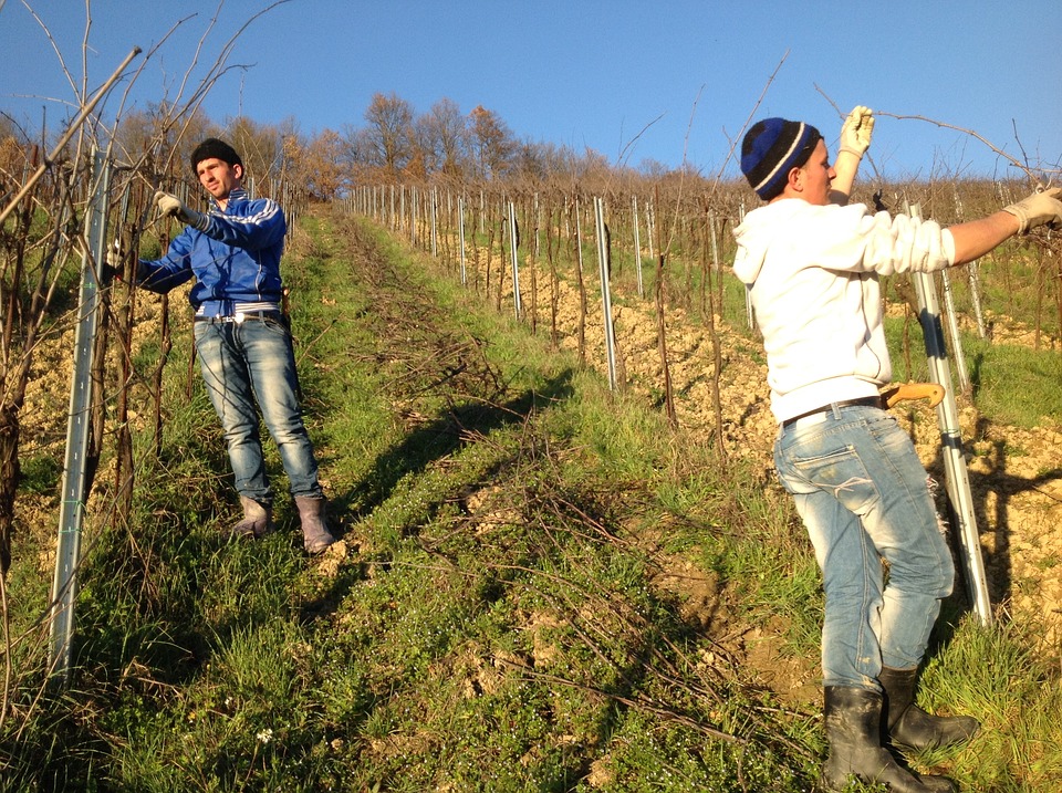 vigneto potatura vineyard 1870435 960 720