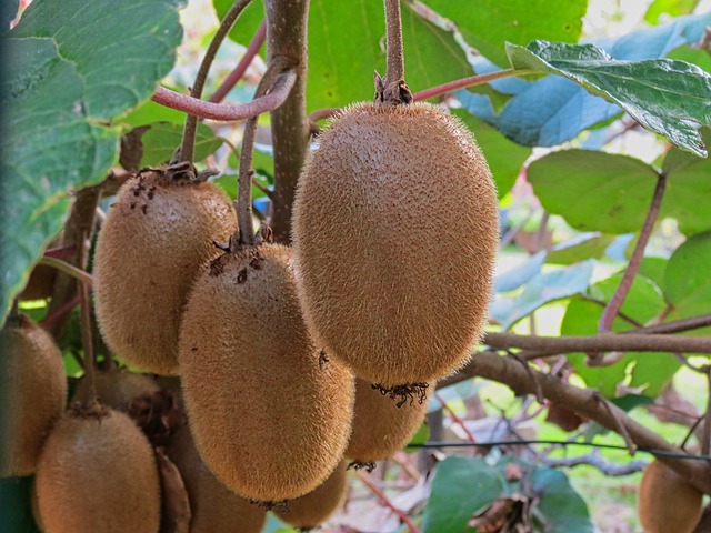 KIWI