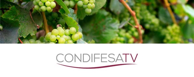 Condifesa Treviso