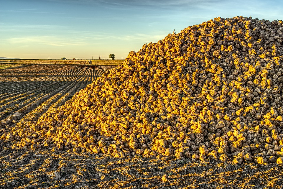 barbabietola sugar beet 3728065 960 720