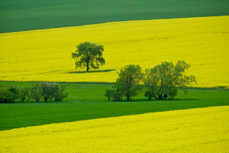 campo photo 1559068855 7b9a3d4a6ddb