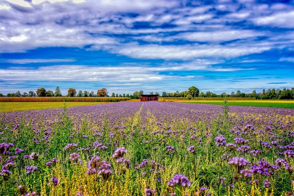 greening agriculture 3648986 1920