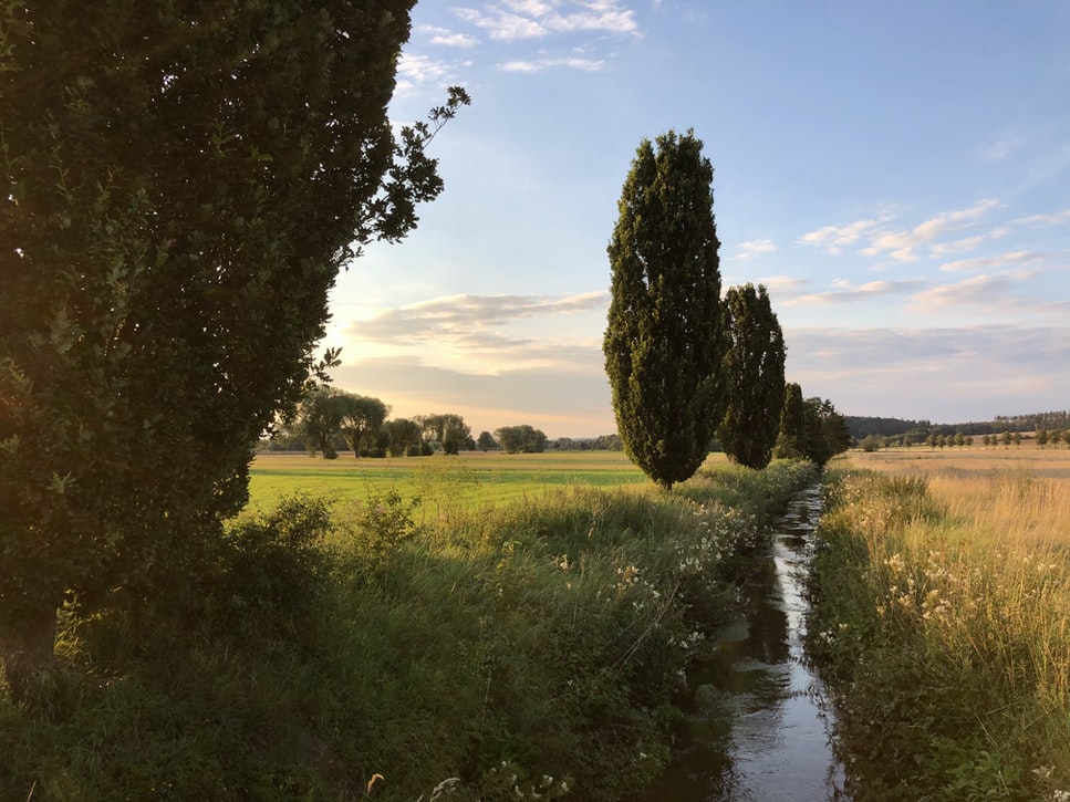 greening fossato con alberi photo 1595573740999 3cd46ec2fa20