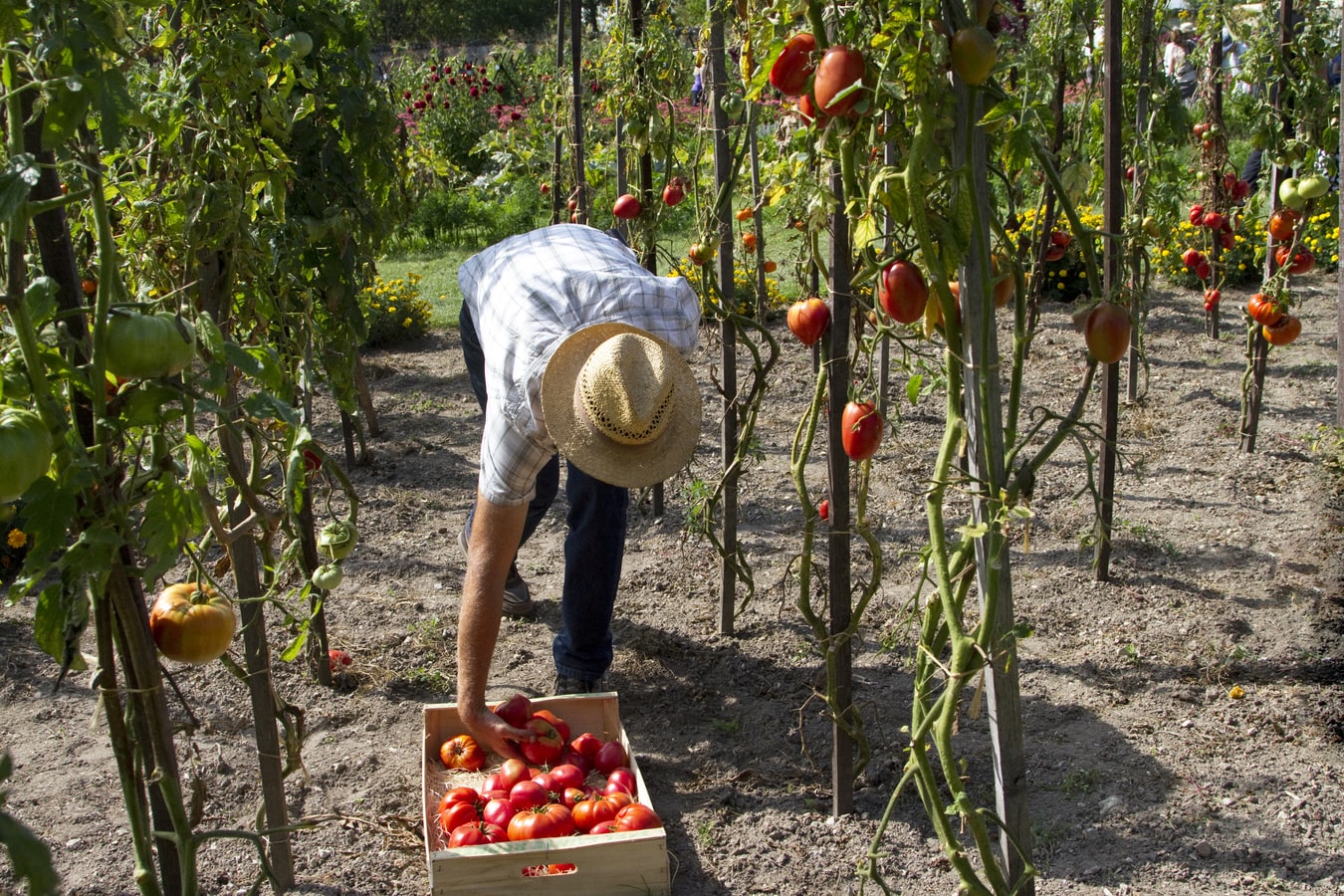 lavoro pomodori photo 1575527820586 5f350ab37c6f