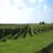 Vendemmia 2023: doc prosecco indicazioni tecniche
