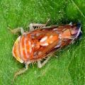 Flavescenza dorata della vite - Fissate le finestre per i trattamenti obbligatori contro lo Scaphoideus