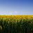 Ecoschemi - Risposte ai quesiti posti dagli agricoltori di Confagricoltura