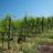 Caccia: vietato sparare all'interno di vigneti e oliveti con impianto di irrigazione purché tabellati