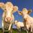 Eco schema 1 livello 2: premio per il pascolo Sistema di qualità nazionale benessere animale obbligatorio per l’aiuto PAC - Esonerati gli allevamenti con meno di 20 Uba