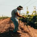 Legge di Bilancio: le prestazioni agricole di lavoro subordinato occasionale