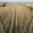 Apertura bando PSR 8.1.1 Imboschimento di terreni agricoli e non agricoli
