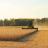 Bilancio annata agraria 2021. Soia, Venezia al primo posto, nel 2021 oltre i 60 euro al quintale, ma prodotto il 30% in meno. Prezzi alle stelle, allevatori in ginocchio