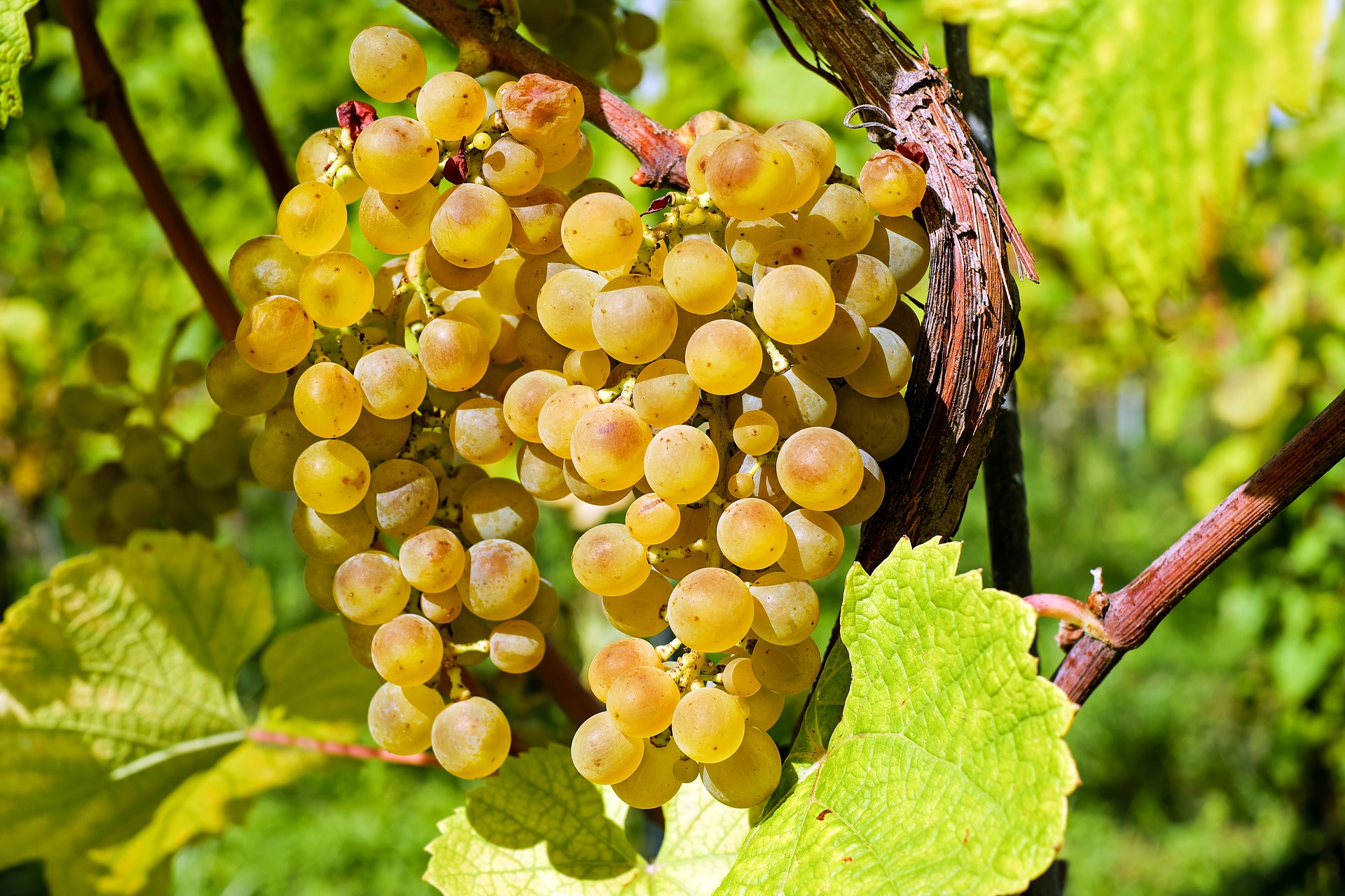 uva bianca grapes 2715711 1920