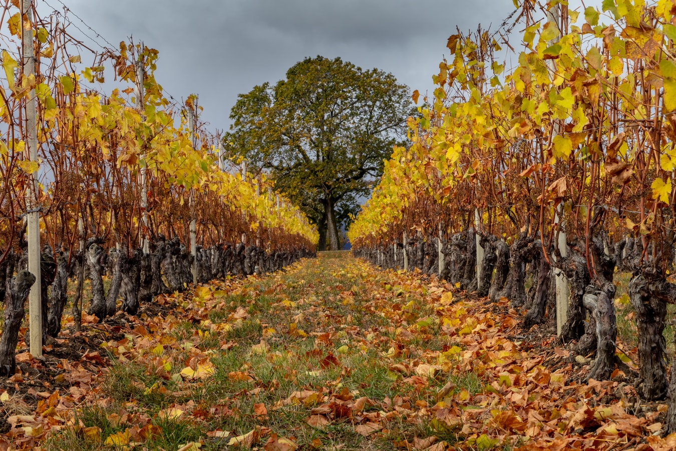 vigneto autunno albero photo 1549988559 26ee6319ef6c